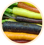 Multicolored Carrots