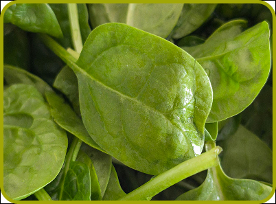 Spinach