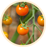 Yellow and orange tomatoes